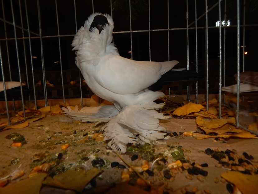  - Sannicolau Mare Noiembrie 2018