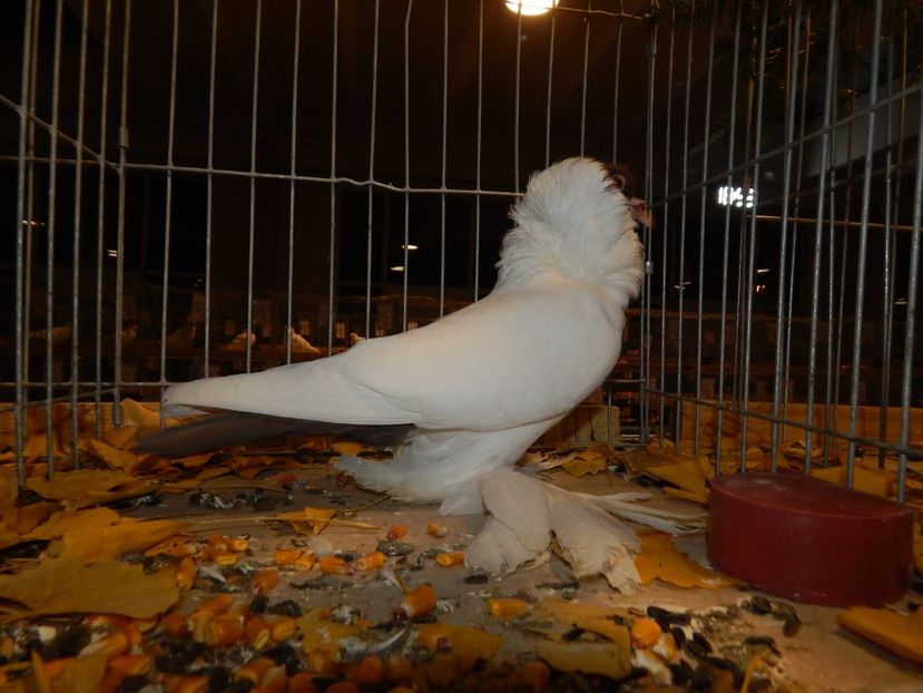  - Sannicolau Mare Noiembrie 2018