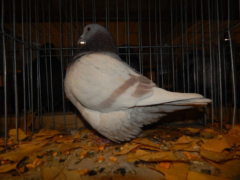  - Sannicolau Mare Noiembrie 2018