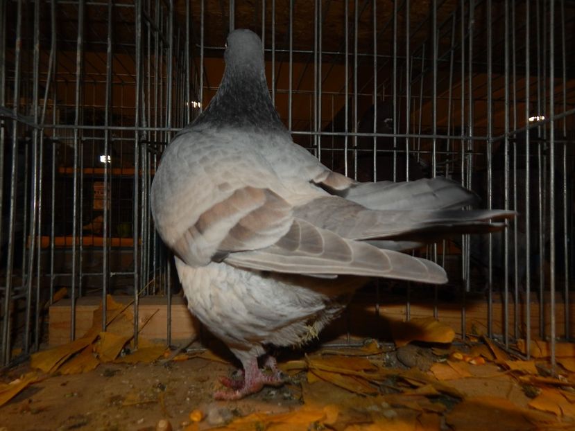  - Sannicolau Mare Noiembrie 2018