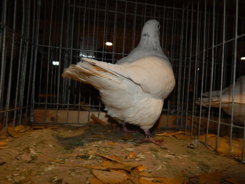  - Sannicolau Mare Noiembrie 2018