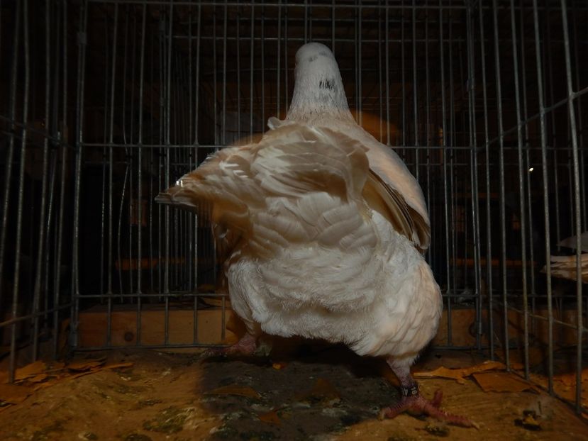  - Sannicolau Mare Noiembrie 2018