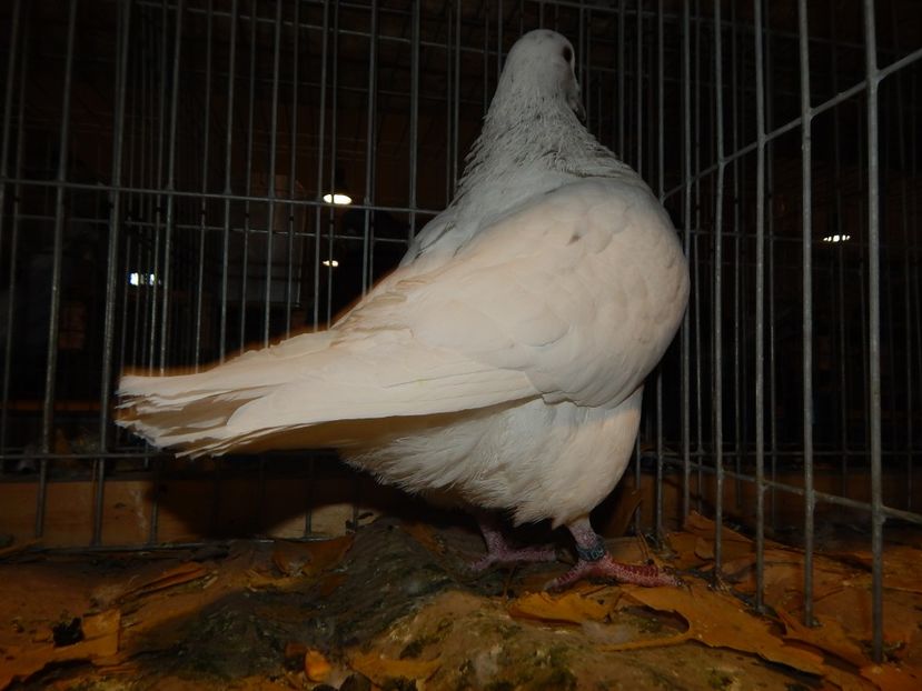  - Sannicolau Mare Noiembrie 2018