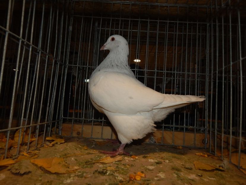  - Sannicolau Mare Noiembrie 2018