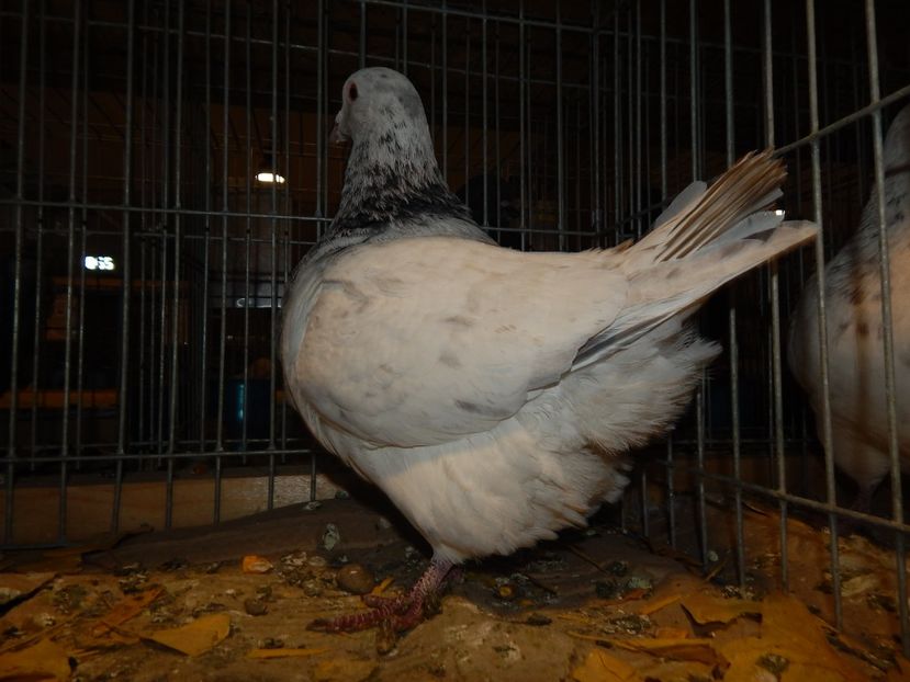  - Sannicolau Mare Noiembrie 2018