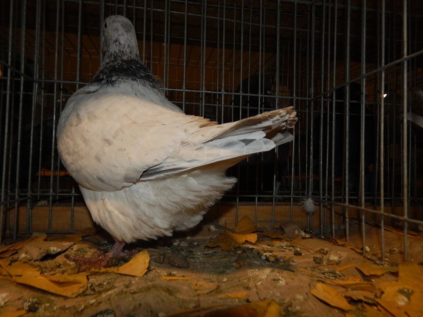  - Sannicolau Mare Noiembrie 2018