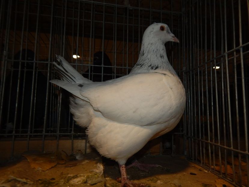  - Sannicolau Mare Noiembrie 2018