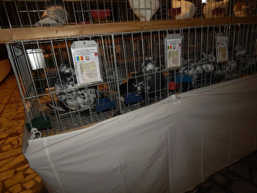  - Sannicolau Mare Noiembrie 2018