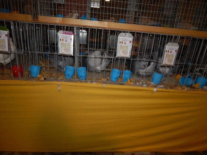  - Sannicolau Mare Noiembrie 2018