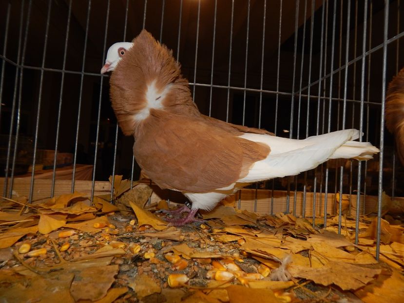  - Sannicolau Mare Noiembrie 2018