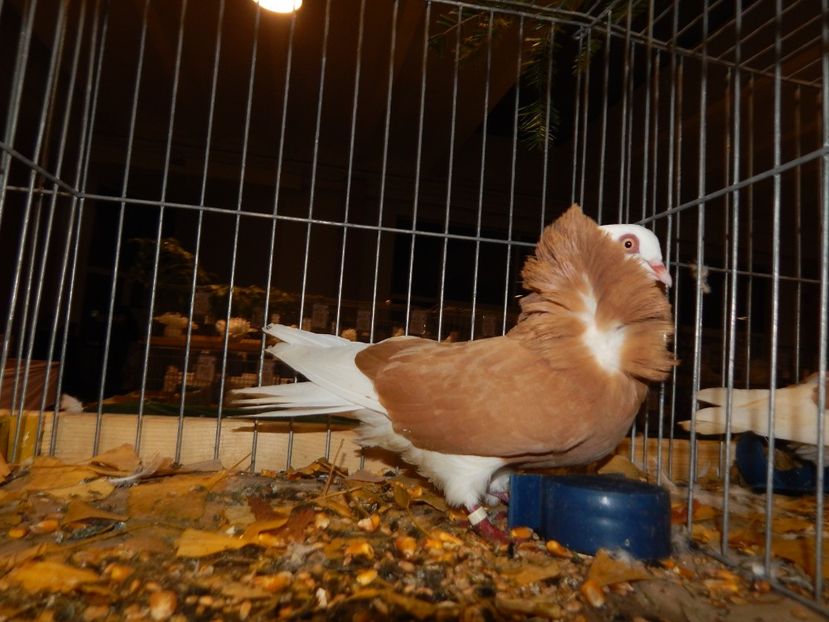  - Sannicolau Mare Noiembrie 2018