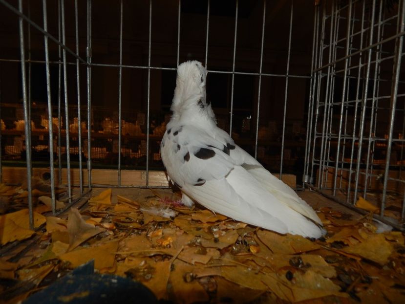  - Sannicolau Mare Noiembrie 2018