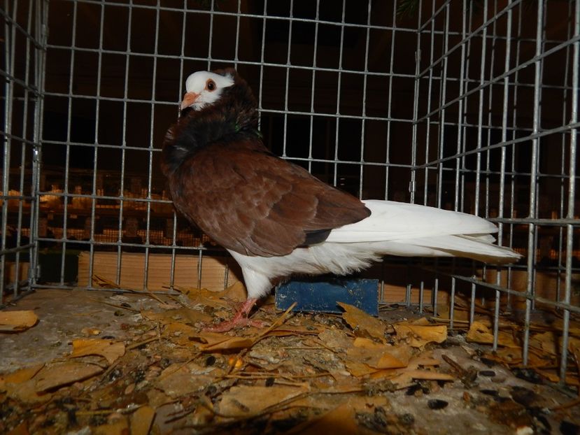  - Sannicolau Mare Noiembrie 2018