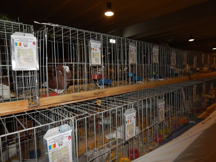  - Sannicolau Mare Noiembrie 2018