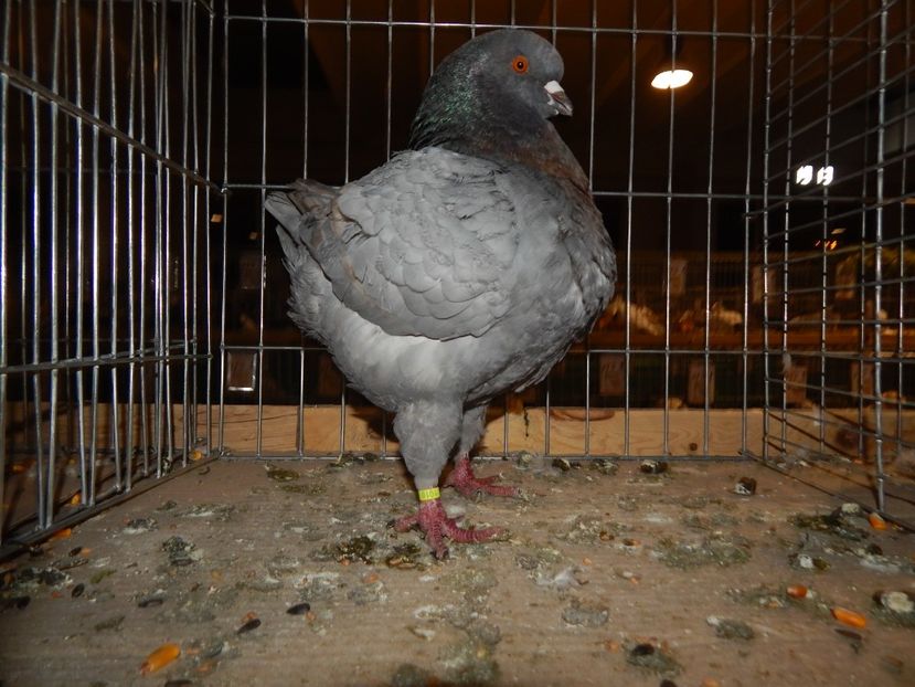  - Sannicolau Mare Noiembrie 2018