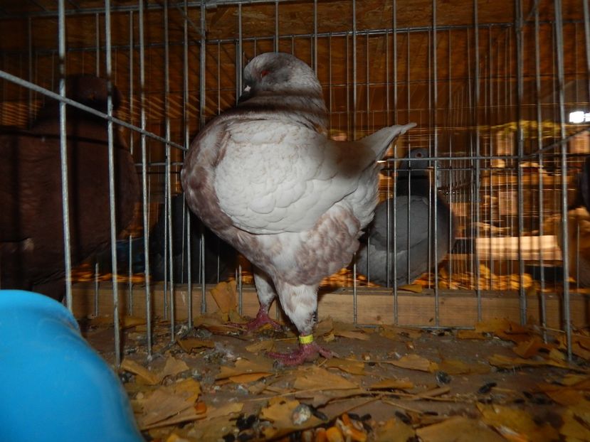  - Sannicolau Mare Noiembrie 2018