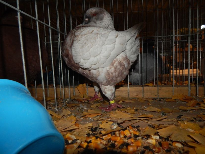  - Sannicolau Mare Noiembrie 2018