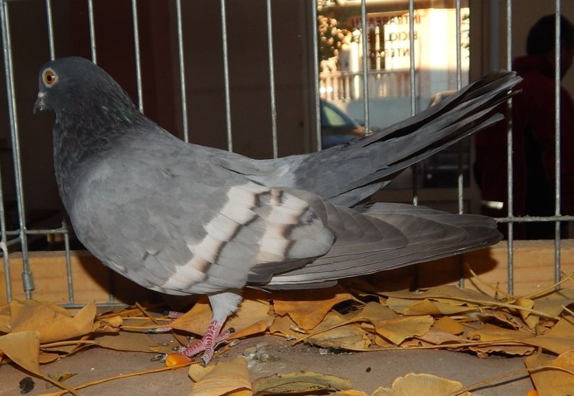  - Sannicolau Mare Noiembrie 2018