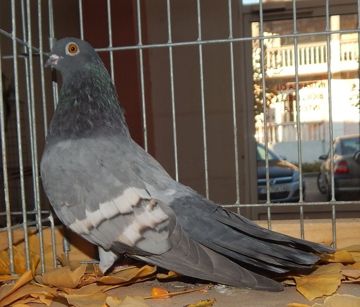  - Sannicolau Mare Noiembrie 2018