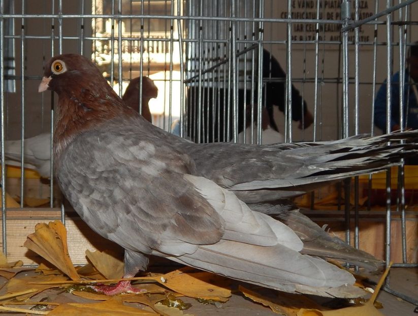  - Sannicolau Mare Noiembrie 2018