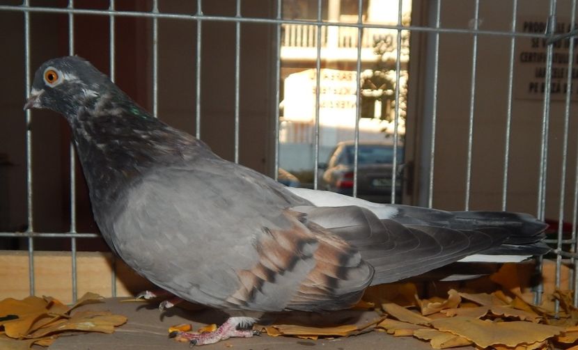  - Sannicolau Mare Noiembrie 2018