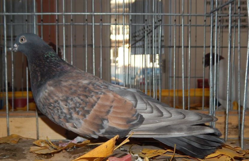  - Sannicolau Mare Noiembrie 2018