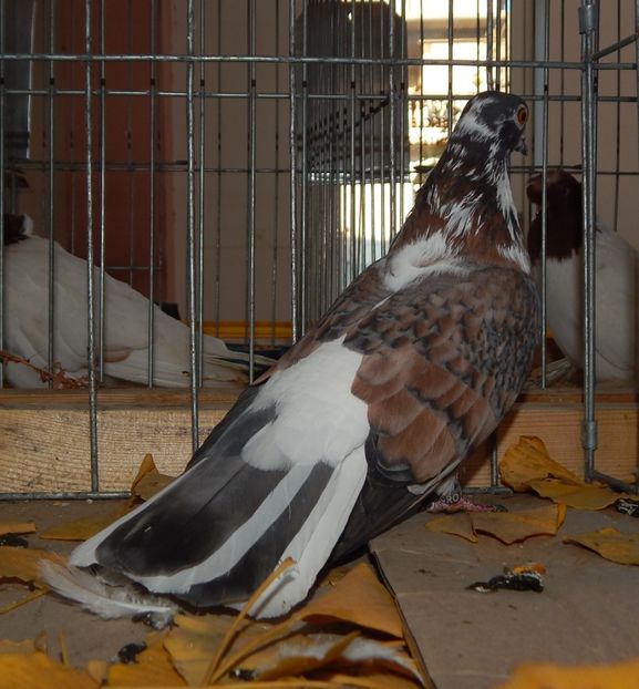  - Sannicolau Mare Noiembrie 2018