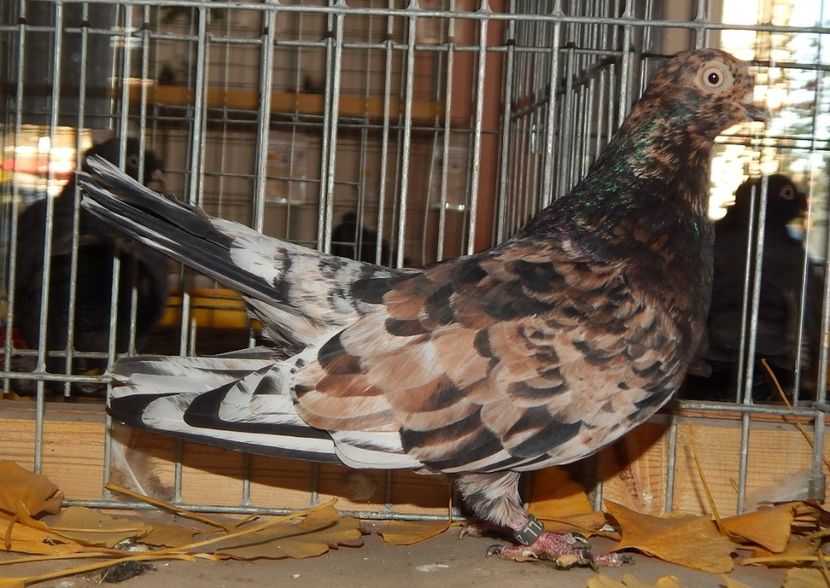  - Sannicolau Mare Noiembrie 2018