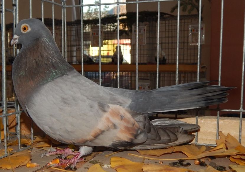  - Sannicolau Mare Noiembrie 2018