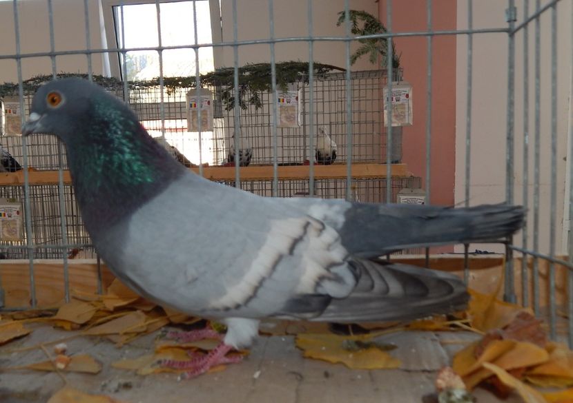  - Sannicolau Mare Noiembrie 2018