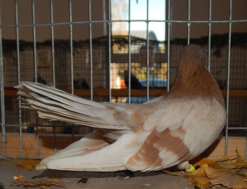  - Sannicolau Mare Noiembrie 2018