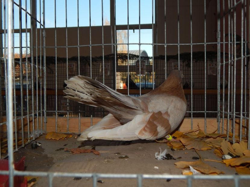  - Sannicolau Mare Noiembrie 2018