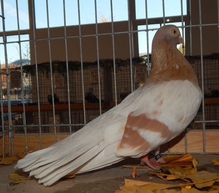  - Sannicolau Mare Noiembrie 2018