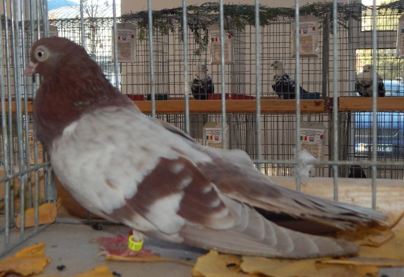  - Sannicolau Mare Noiembrie 2018