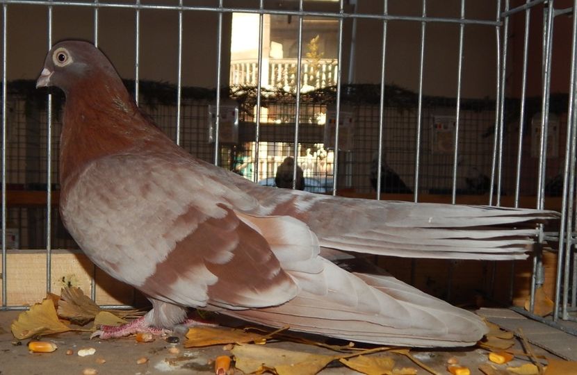  - Sannicolau Mare Noiembrie 2018