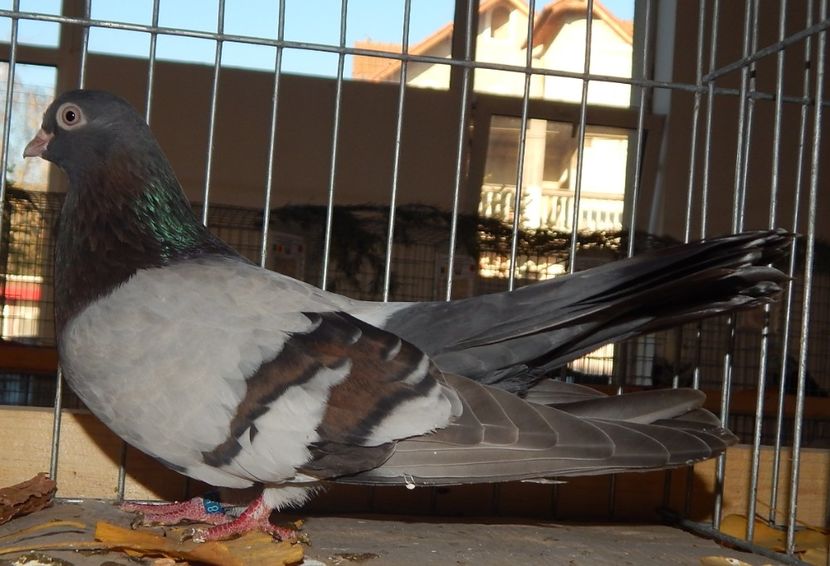  - Sannicolau Mare Noiembrie 2018