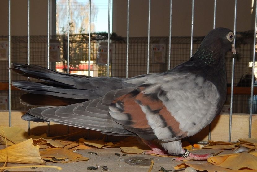  - Sannicolau Mare Noiembrie 2018