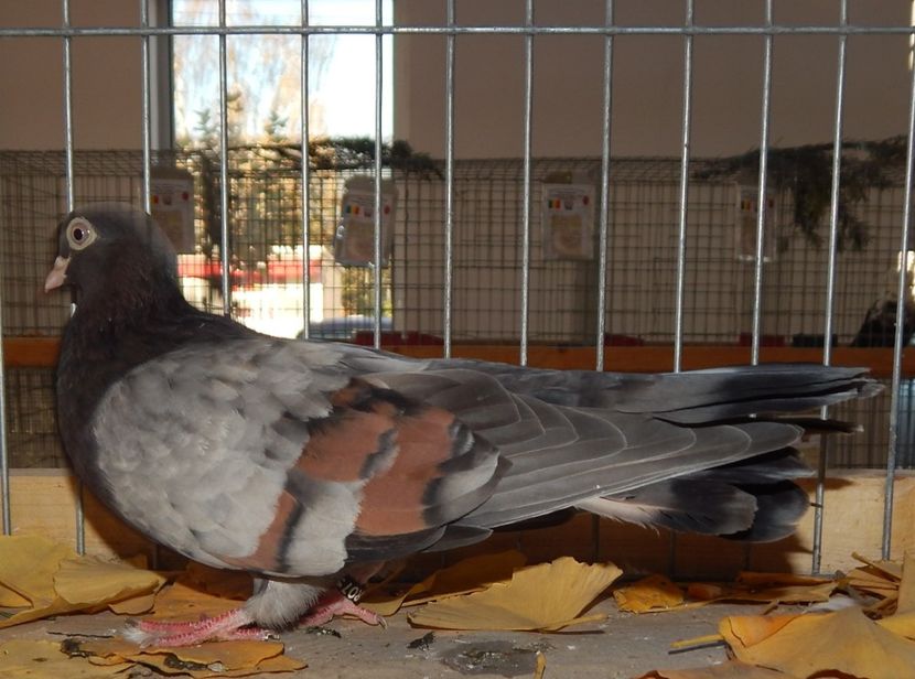  - Sannicolau Mare Noiembrie 2018