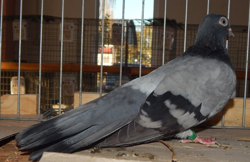  - Sannicolau Mare Noiembrie 2018