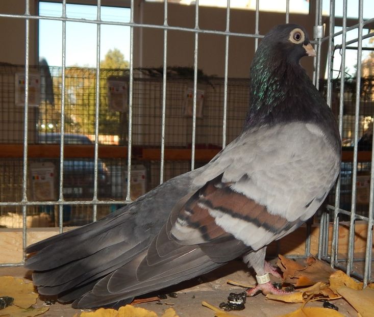  - Sannicolau Mare Noiembrie 2018