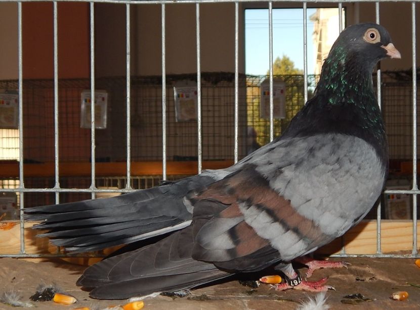  - Sannicolau Mare Noiembrie 2018