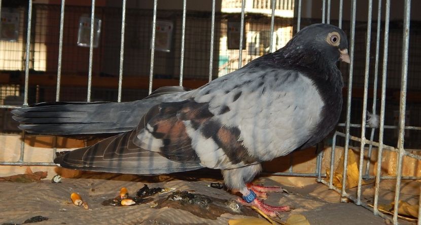  - Sannicolau Mare Noiembrie 2018