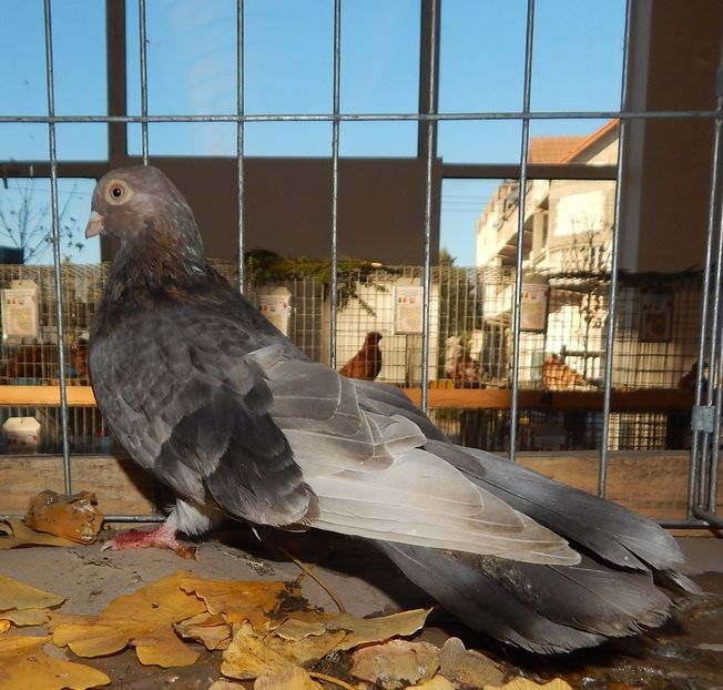  - Sannicolau Mare Noiembrie 2018