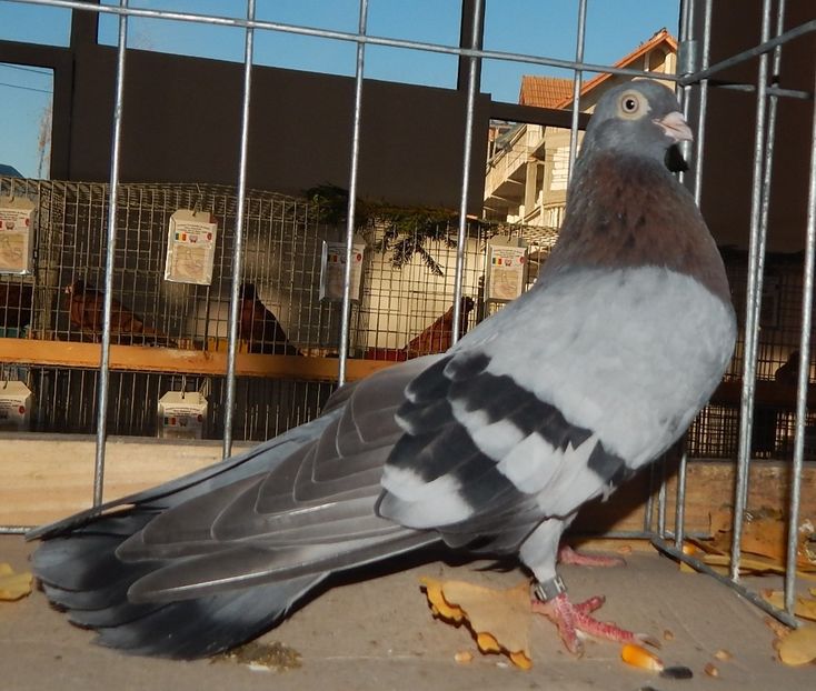  - Sannicolau Mare Noiembrie 2018