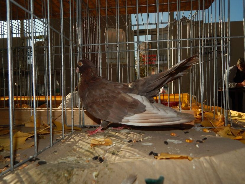  - Sannicolau Mare Noiembrie 2018