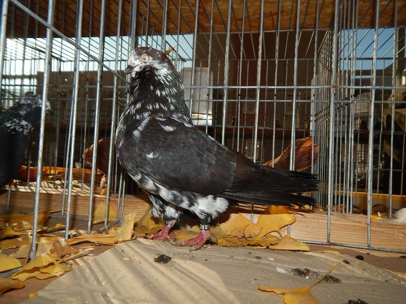  - Sannicolau Mare Noiembrie 2018