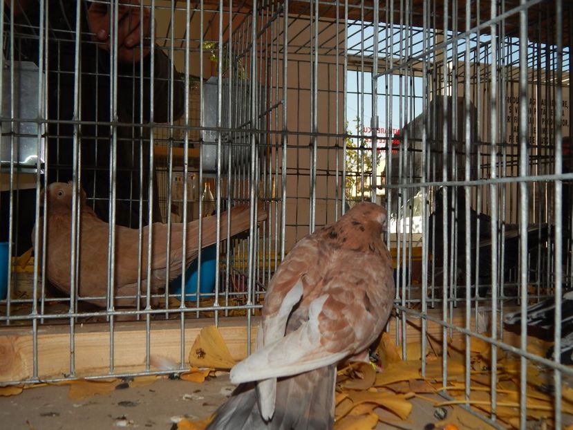  - Sannicolau Mare Noiembrie 2018