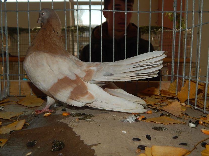  - Sannicolau Mare Noiembrie 2018