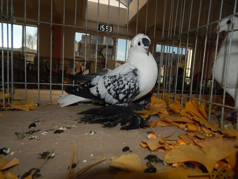  - Sannicolau Mare Noiembrie 2018