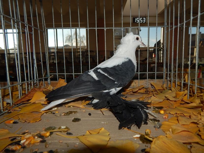  - Sannicolau Mare Noiembrie 2018